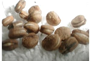 300 Stratified American Ginseng Seeds