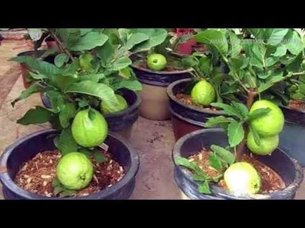 OhhSome Live Dwraf Seedless Honey Guava Fruit Plant (B09N9669WJ) Amazon Price History, Amazon Price Tracker