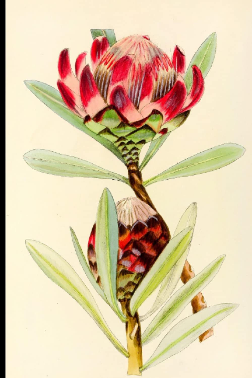 Protea Flower Art Cover Design: College Ruled Composition Notebook 6 x 9 inch, Original Art Cover Design, Perfect Gift for Art Lovers.