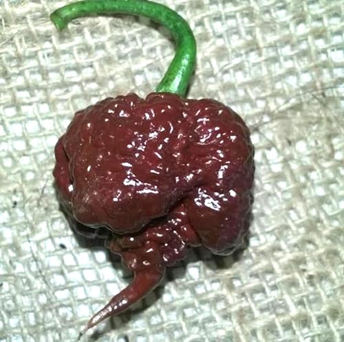 Miniatura 2 de 100 semillas de ají Carolina Reaper de chocolate, récord mundial, semillas de pimiento picante reliquia
