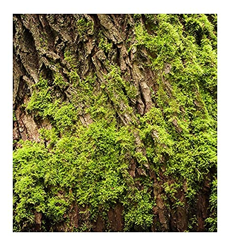 Yodeyma Agua Fresca 100 Millilitres Eau de Parfum