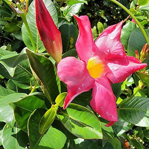 Red Riding Hood Pink Mandevilla Dipladenia Tropical Flowering Vine Plant Brazilian Jasmine Starter Size 4 Inch Pot Emerald Tm #TOP1