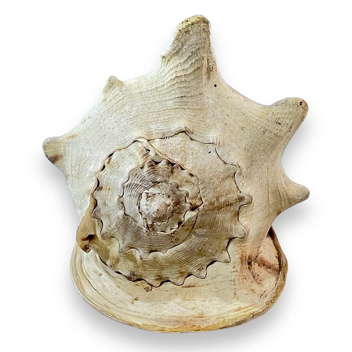 トウカムリガイ＊貝殻＊置物＊インテリア Amazon.co.jp: トウカムリガイ＊貝殻＊置物＊インテリア