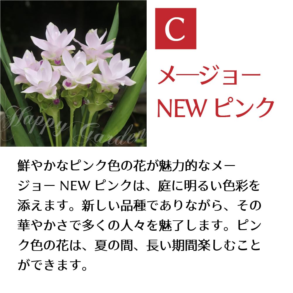 Amazon｜ハッピーガーデン 中型球根 春植え クルクマ メージョー NEW