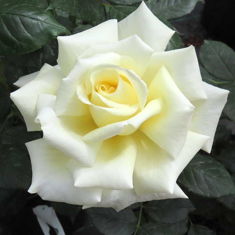 YouGarden Harkness Rose 'Diamond Days' ®, Established Plant in 4 Litre Pot, Ready to Plant