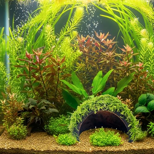 WASSERPFLANZEN WOLFF - Mooshöhle mit Öffnung | bewachsene...