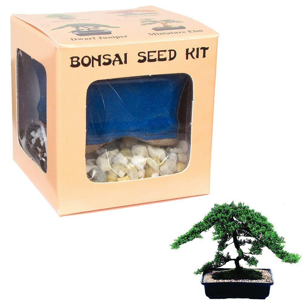 Buy Eve's Dwarf Japanese Juniper Bonsai Seed Kit, Woody, Complete Kit