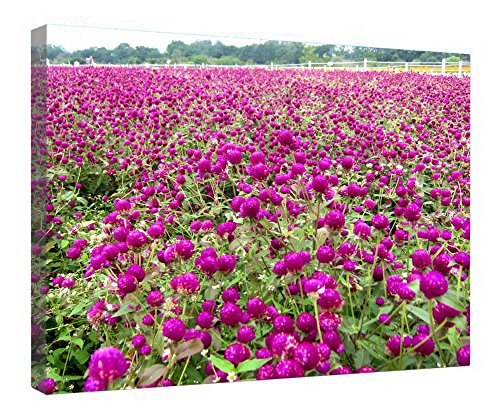 Toile Gomphrena Globosa cadre bois pour oublier les murs vides sans âme