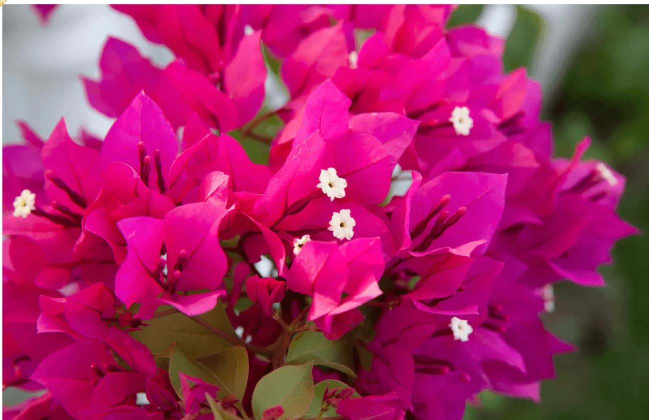 BLOOM & GROW Rare Bougainvillea Healthy Live Plants (Pink) (B0C3XLN4F4) Amazon Price History, Amazon Price Tracker