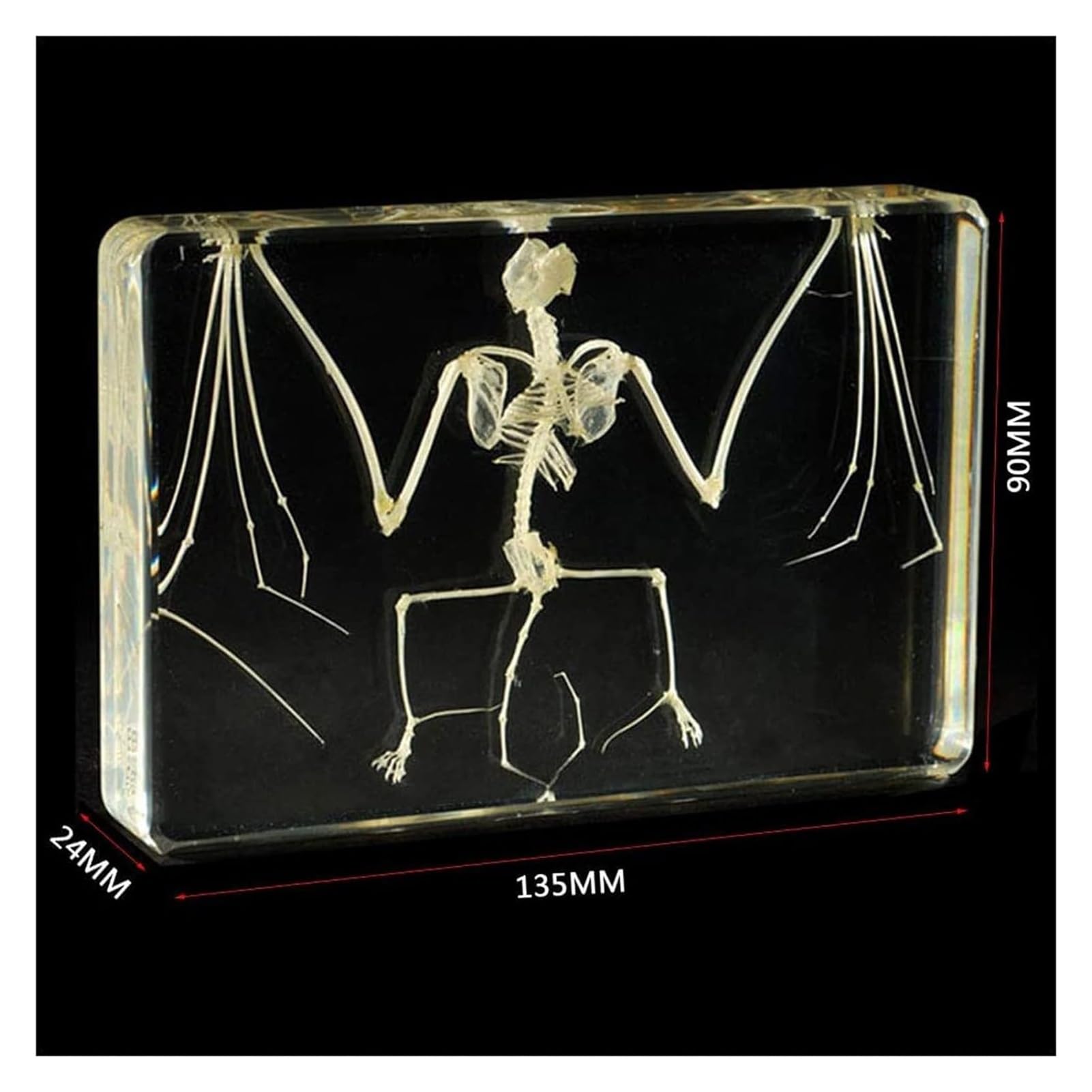 Fledermaus-Skelett-Exemplar in Acrylblock, Einbettungsexemplare für naturwissenschaftliche Klassenzimmer, Taxidermie für den naturwissenschaftlichen Unterricht, 5 x 3,5 x 1,2 Zoll
