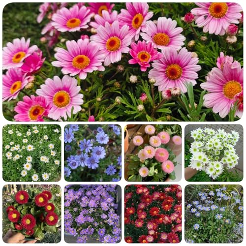 Semi di margherita - vecchie varietà esotiche rare per gli ospiti con semi di da giardino roccioso resistenti 80pcs