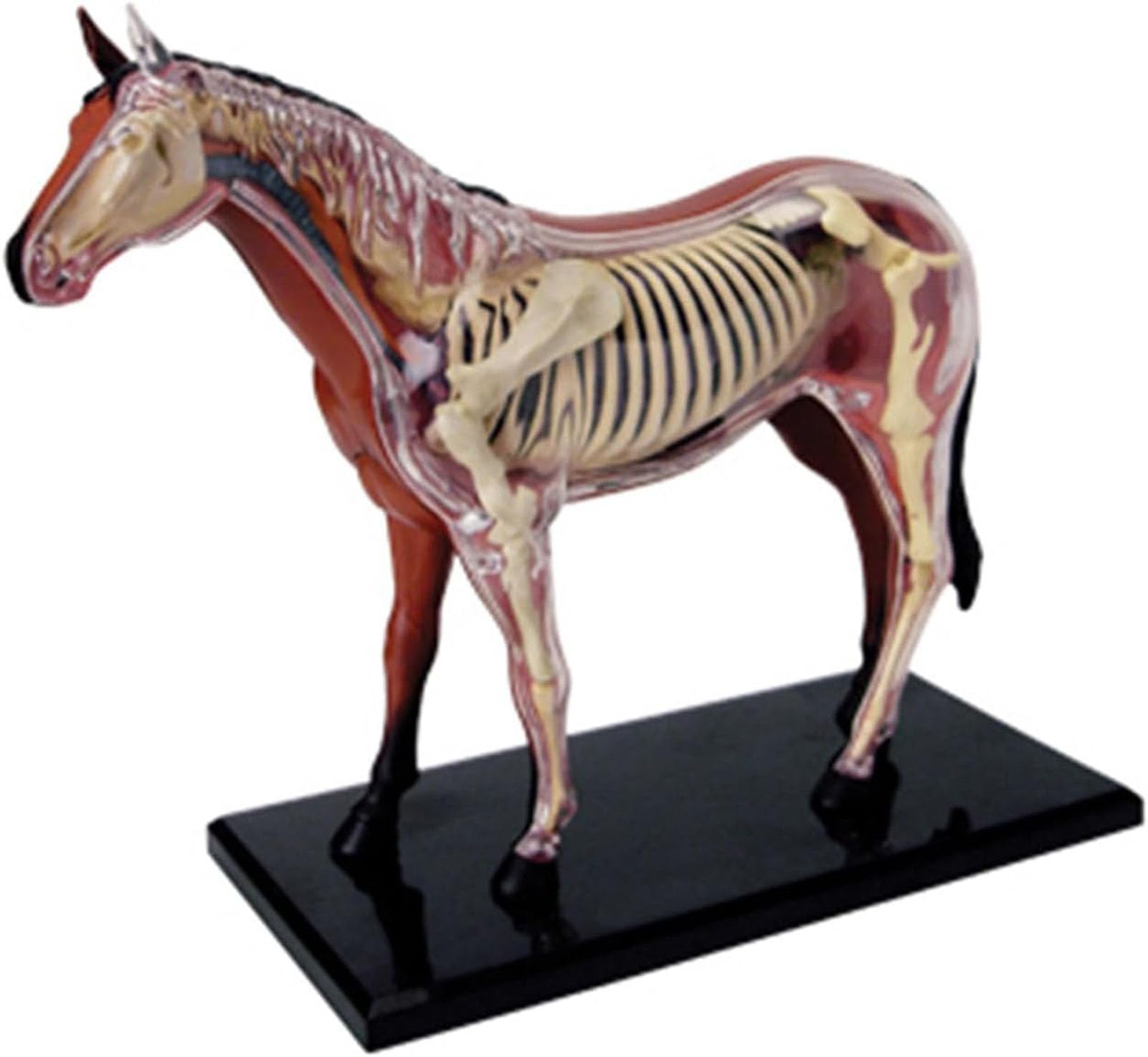 Generisch 4D Pferd Anatomie Modell - Tier Skelett Probe, abnehmbare Biologie, 26 Teile für Pet Clinic Tierarzt AusbildungSchule Lehre