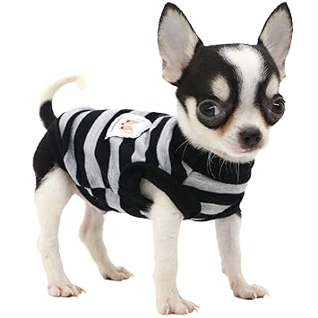 Shirts for chihuahuas Clearance