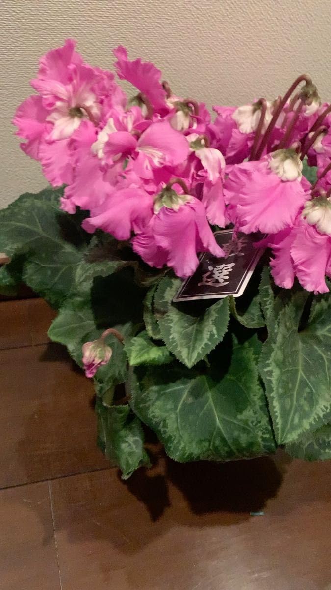 訳あり タケノコ蘭 Cyclodes Jumbo Freedom タケノコ蘭 - YouTube