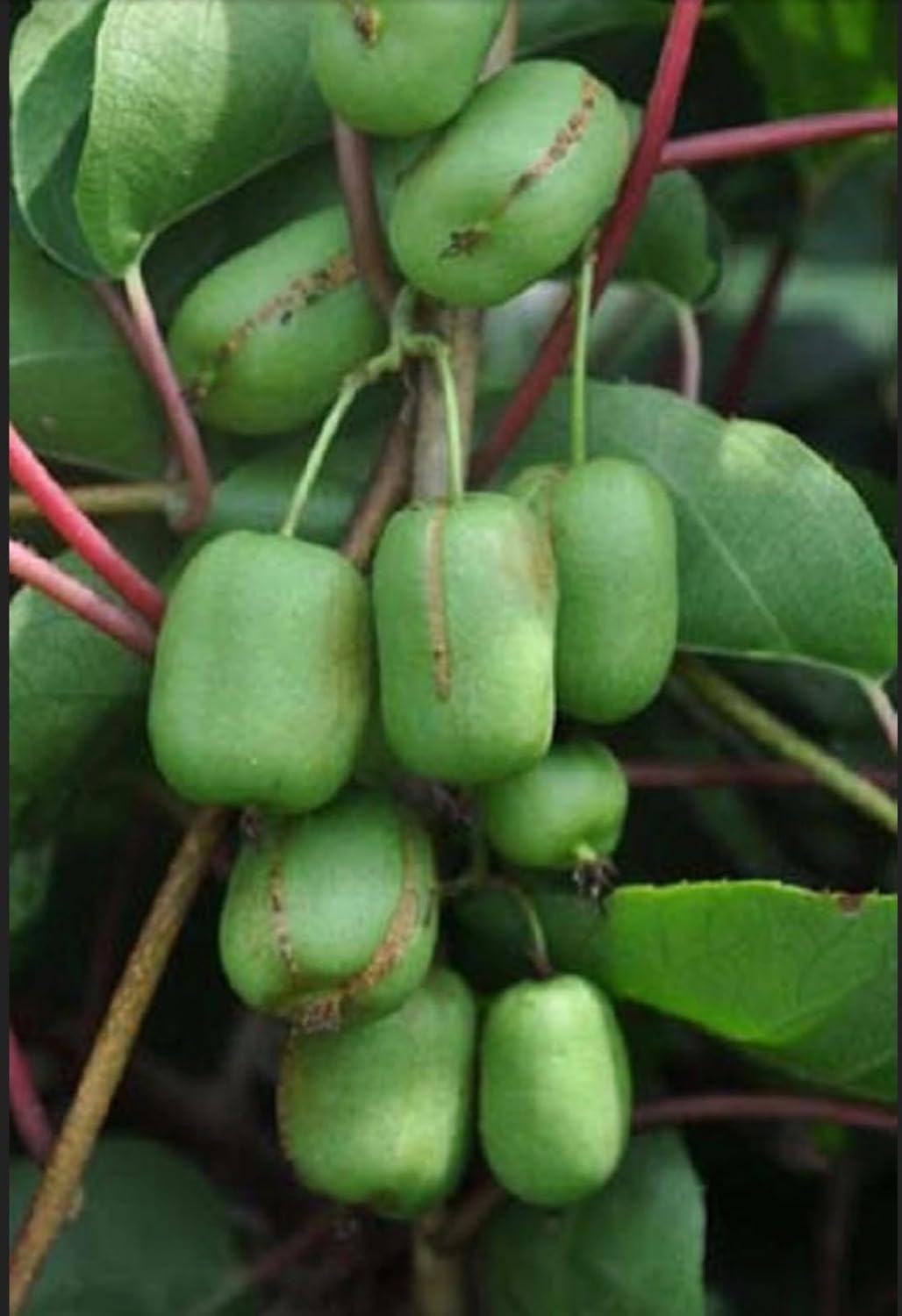 One Plant of Ananasnaya (Anna) Female Hardy Kiwi
