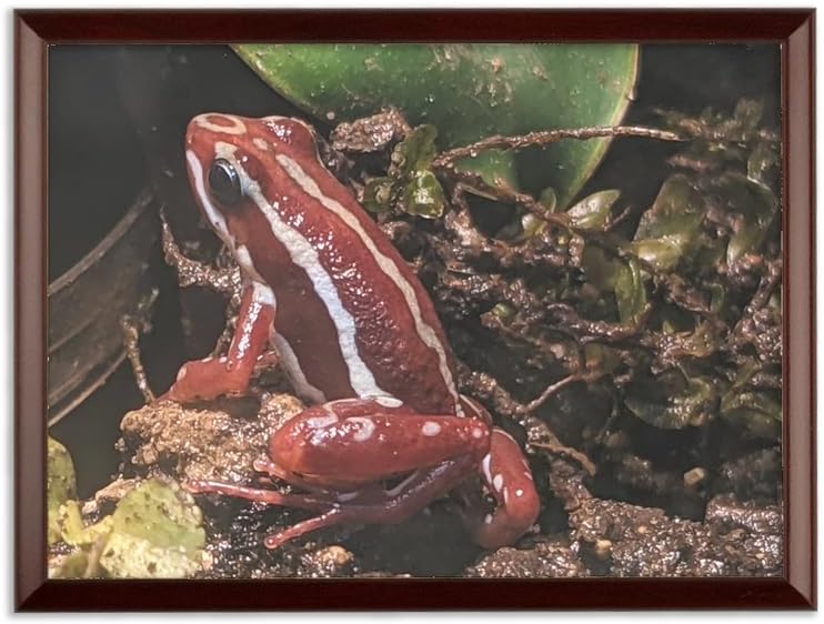 RedFrog Sublimation Wall Plaque L - 203.2mm x 254mm