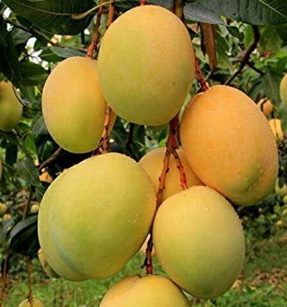 Mango Alphonso Hapus Ratnagiri Variety Grafted Aam Fruit Live Plants & Tree(1.5 Feet Size) (B0CY9CWDSW) Amazon Price History, Amazon Price Tracker