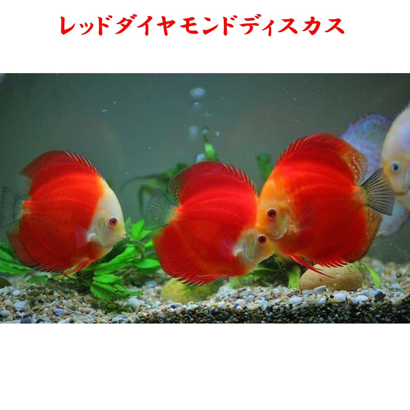 Amazon | 【1～3日以内発送】レッドダイヤモンドディスカス 12～13cm