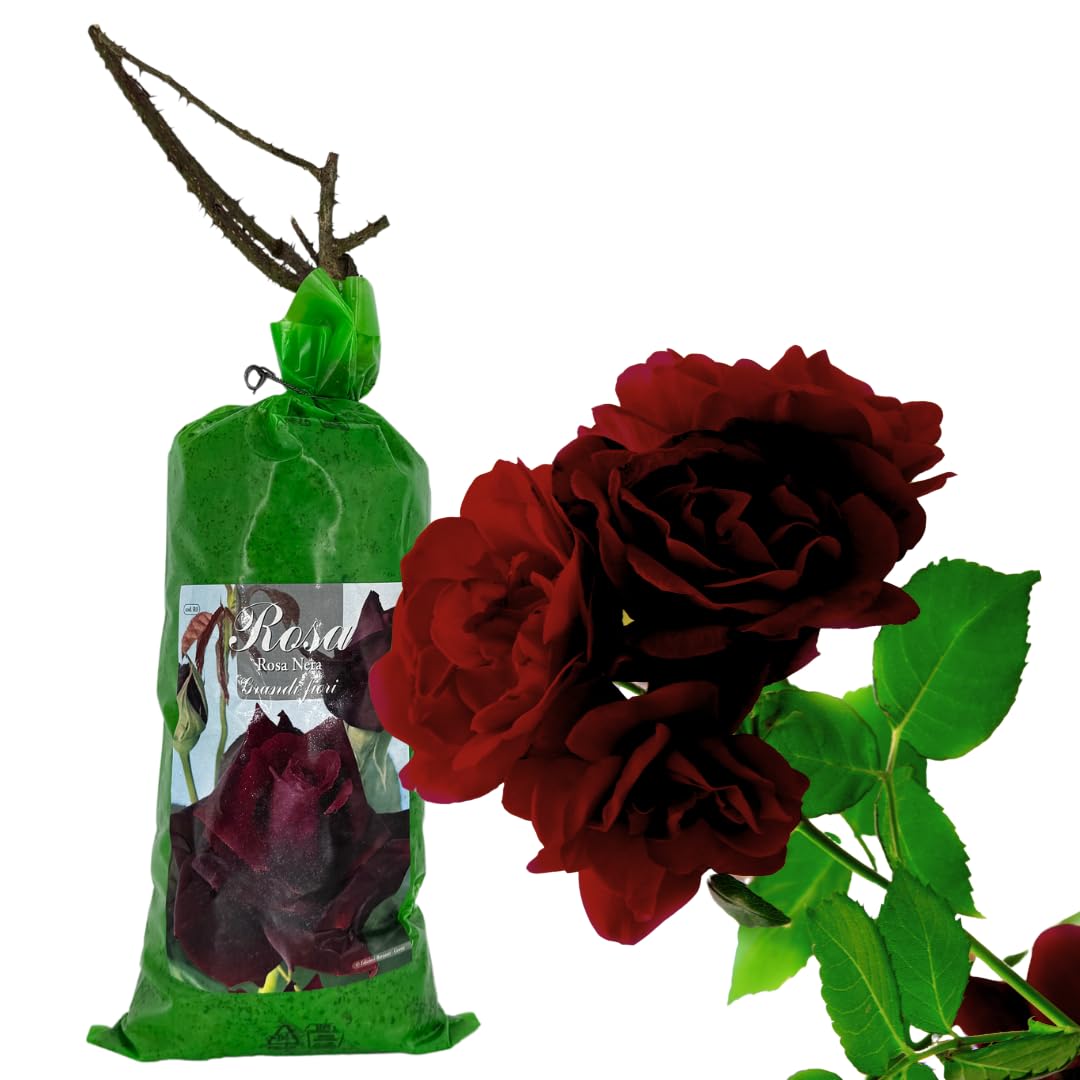 acquaverde | Rosa Nera in Zolla 40 cm, Pianta Perenne a Radice Nuda per Giardino e Vaso, Rose Resistenti, Profumate e Facili da Coltivare