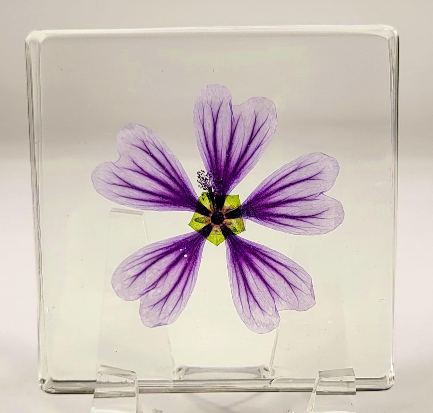 2.9" Real Purple Common Mallow Malva Sylvestris Flower in Crystal Clear Lucite Resin Paperweight Specimen Botanist Herb Herbarium Crafts Collection for Botany Science Education & Desk Ornament Display