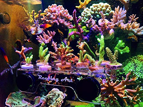 Amazon.com : Reefing Art Magnetic Coral Frag Rack Strongest