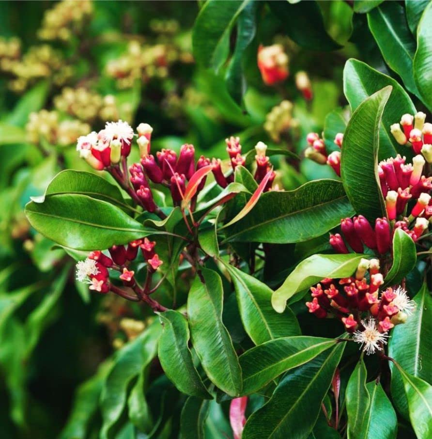 See full amazon price history chart for Online plant bazar Clove/Lavang Live Plant Online plant bazar Clove/Lavang Live Plant (B0BJ94GJHK) Amazon Price History, Amazon Price Tracker