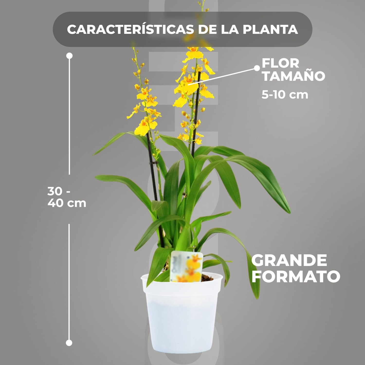 Orquídeas Oncidium Joost reales, 2 grandes plantas de interior de Holanda, de 30-40 cm de altura con flores y fragantes