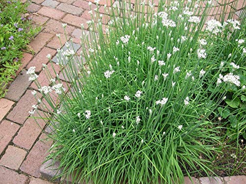 Garlic Chive 300 to 1LB Seeds Many Sizes Plant Grow Best Prices Herb 2