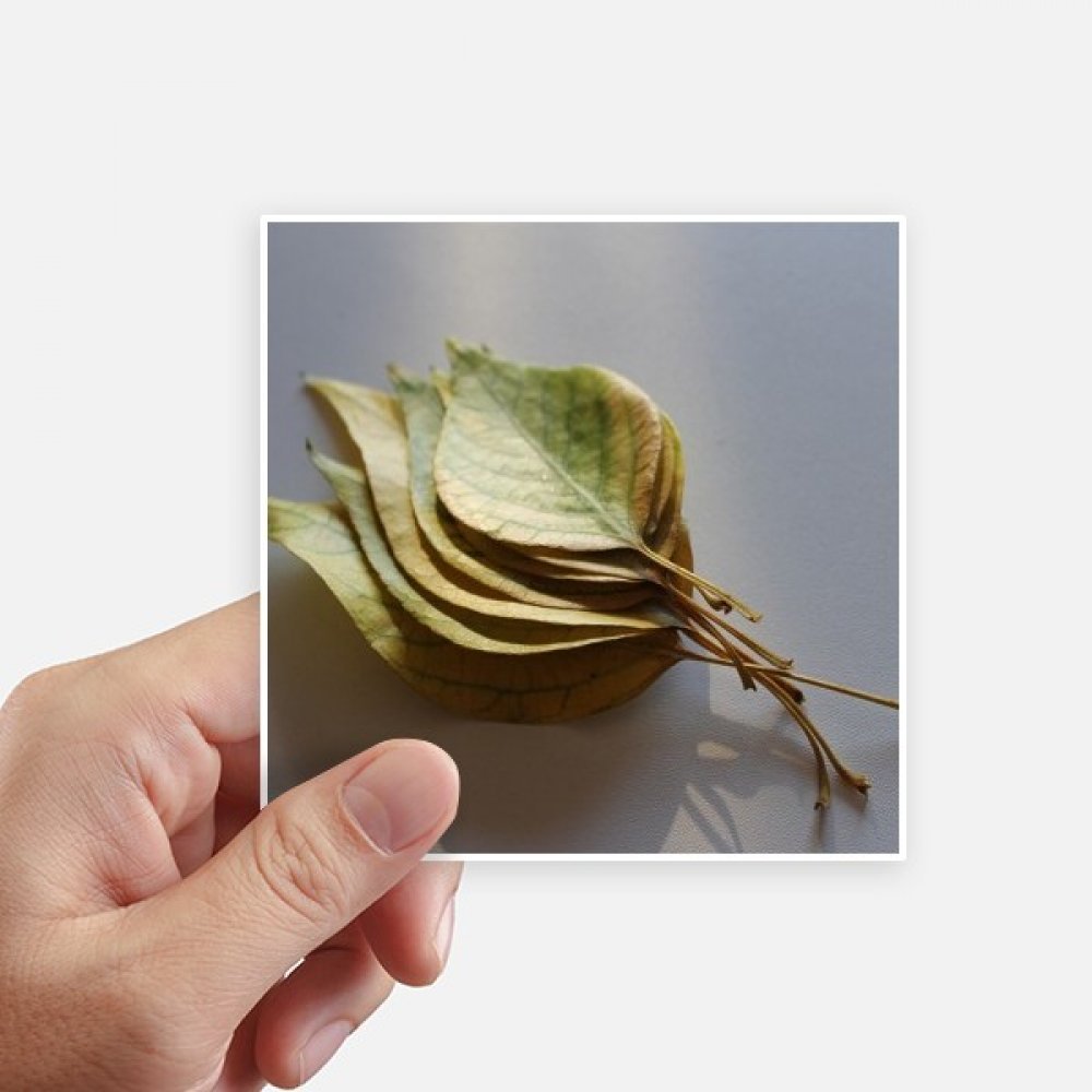 Autocollant carré feuilles de plantes 10cm x 10cm pour déco murale et pc portable 8pcs