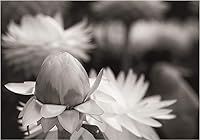 Vista 7 de Flash de luz de anillo macro con pantalla LED compatible con Nikon D3000