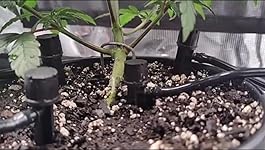 Review Image by Schmid Schmid