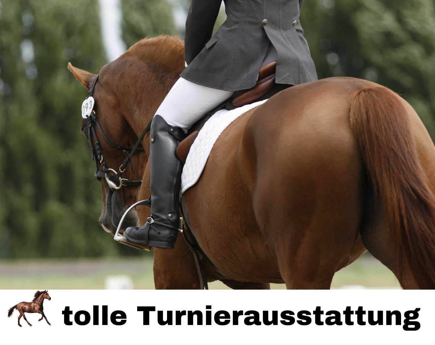 Donna Plastron Crystal Equitazione/Dressur Harry`s Horse