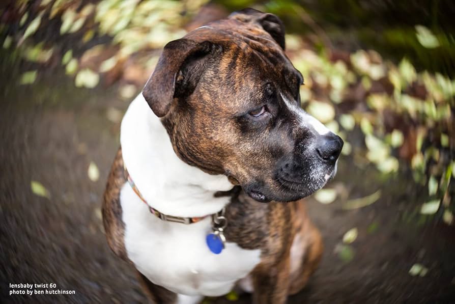 (未使用･未開封品)Lensbaby 単焦点レンズ twist 60 60mm F2.5 ソニー αE用 レンズベビー光学系交換システム対応 71WtGFj1MBL._UF894,1000_QL80_.jpg