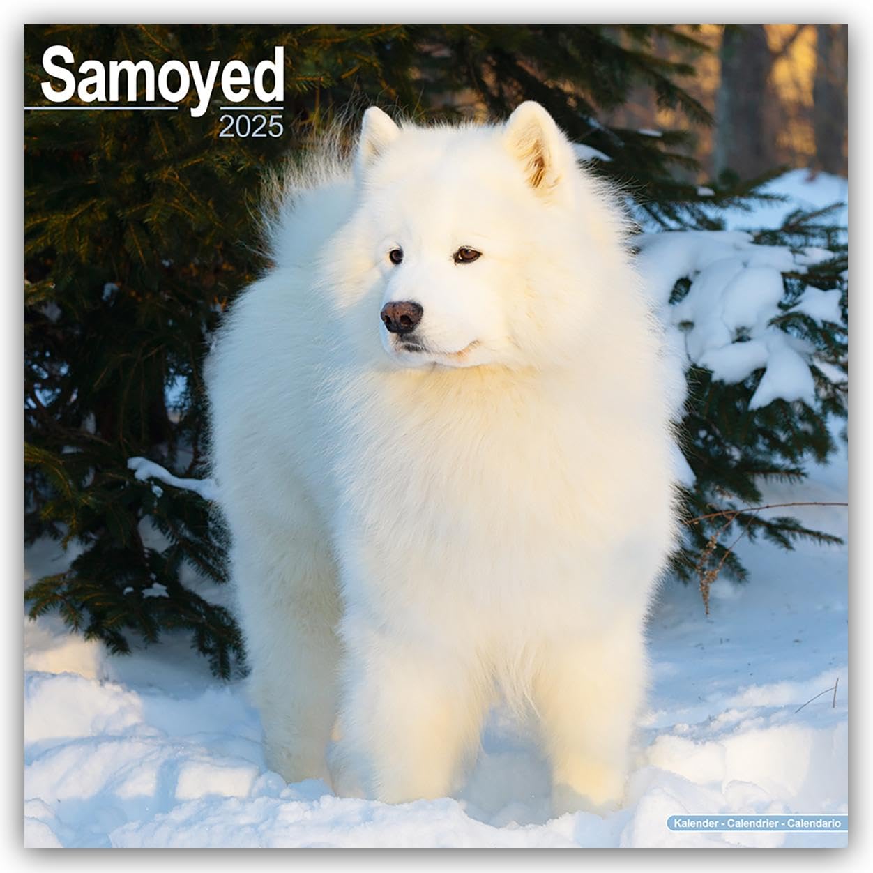 Samoyed 2025 Square Wall Calendar | Dog Breed Calendar
