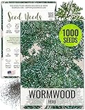 Seed Needs Wormwood Seeds for Planting - Non-GMO, Heirloom & Untreated Perennial Herb - Medicinal Herbs for Digestion & Gut Health (1 Pack)