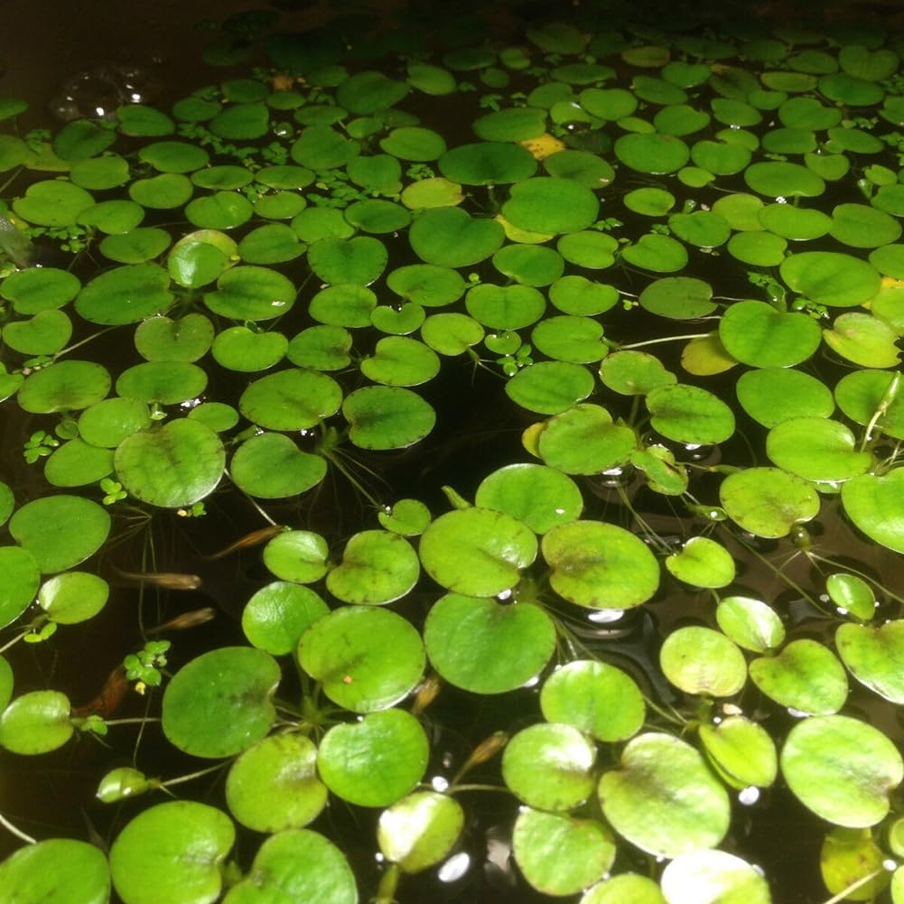 20 piezas estanque planta Lemna menor lenteja de agua, semillas acuario paisajismo decoración Semillas de lenteja de agua 20 unidades
