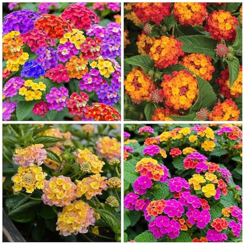 250 Lantana Seeds - Multi-Color Gradient Blooms Heat & Drought-Tolerant Garden Shrubs Long-Flowering & Low-Maintenance Butterfly & Bee Attracting