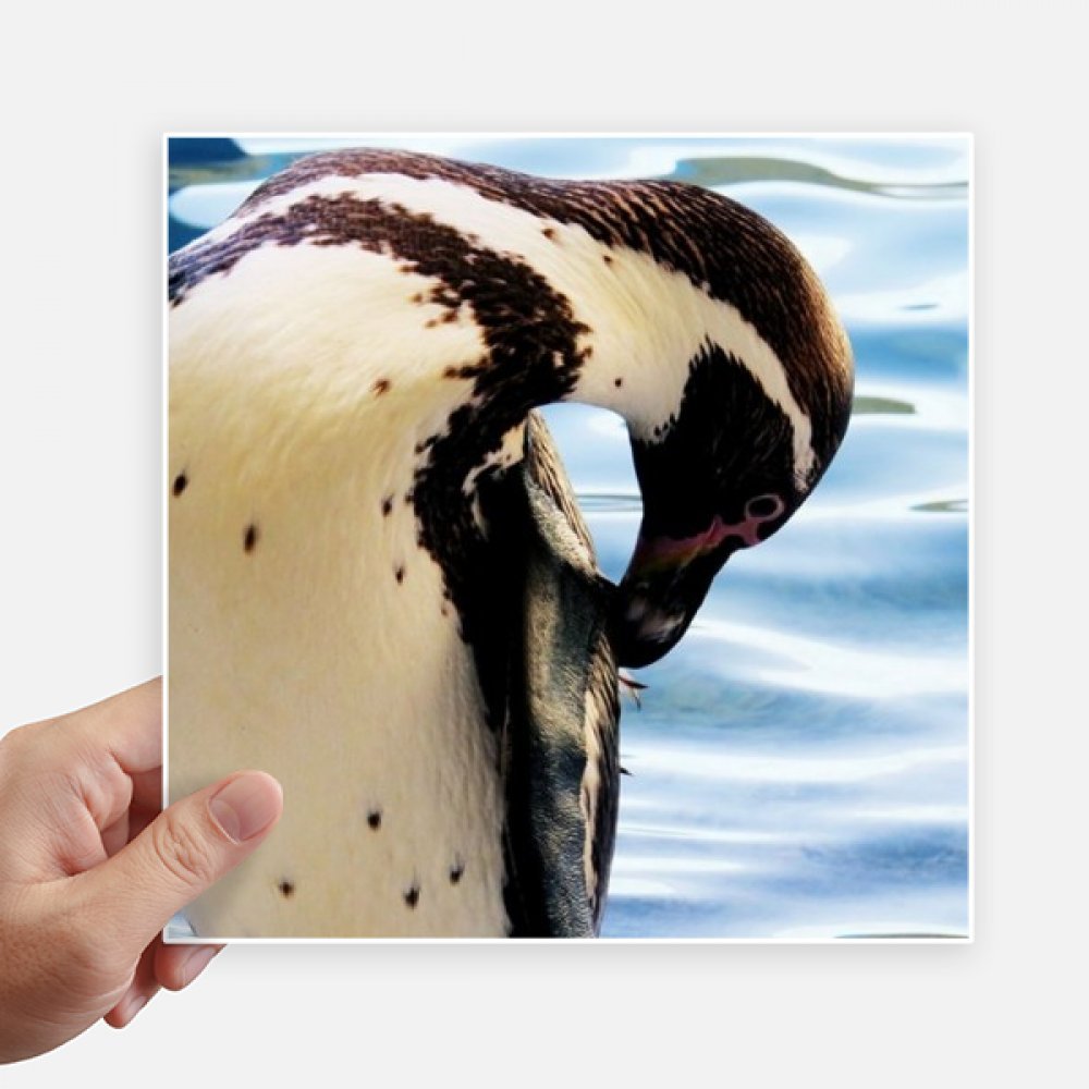 Autocollants pingouin océan antarctique science carrés 20cm de mur et pc 4pcs