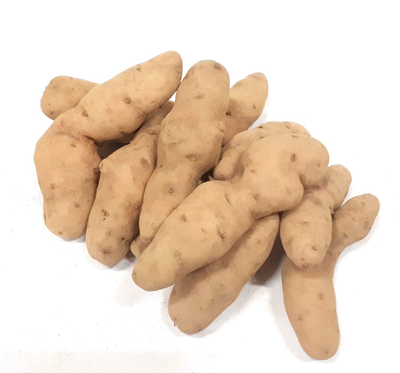 Allgäuer Hörnchen festkochende Kartoffeln Allgäuer Hörnle aus Bayern 1-25 KG (25) Ernte 2024