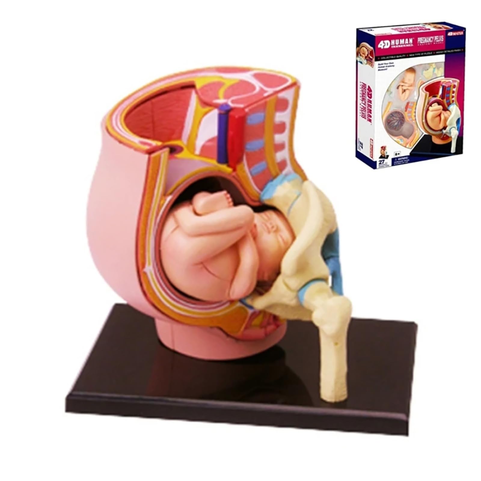 Model Anatomii Ciąży, Model Tułowia Ciąży, Żeńskie Płód Miednicy 27 Części, Model Ciąży Dla Medycznych Materiałów Dydaktycznych