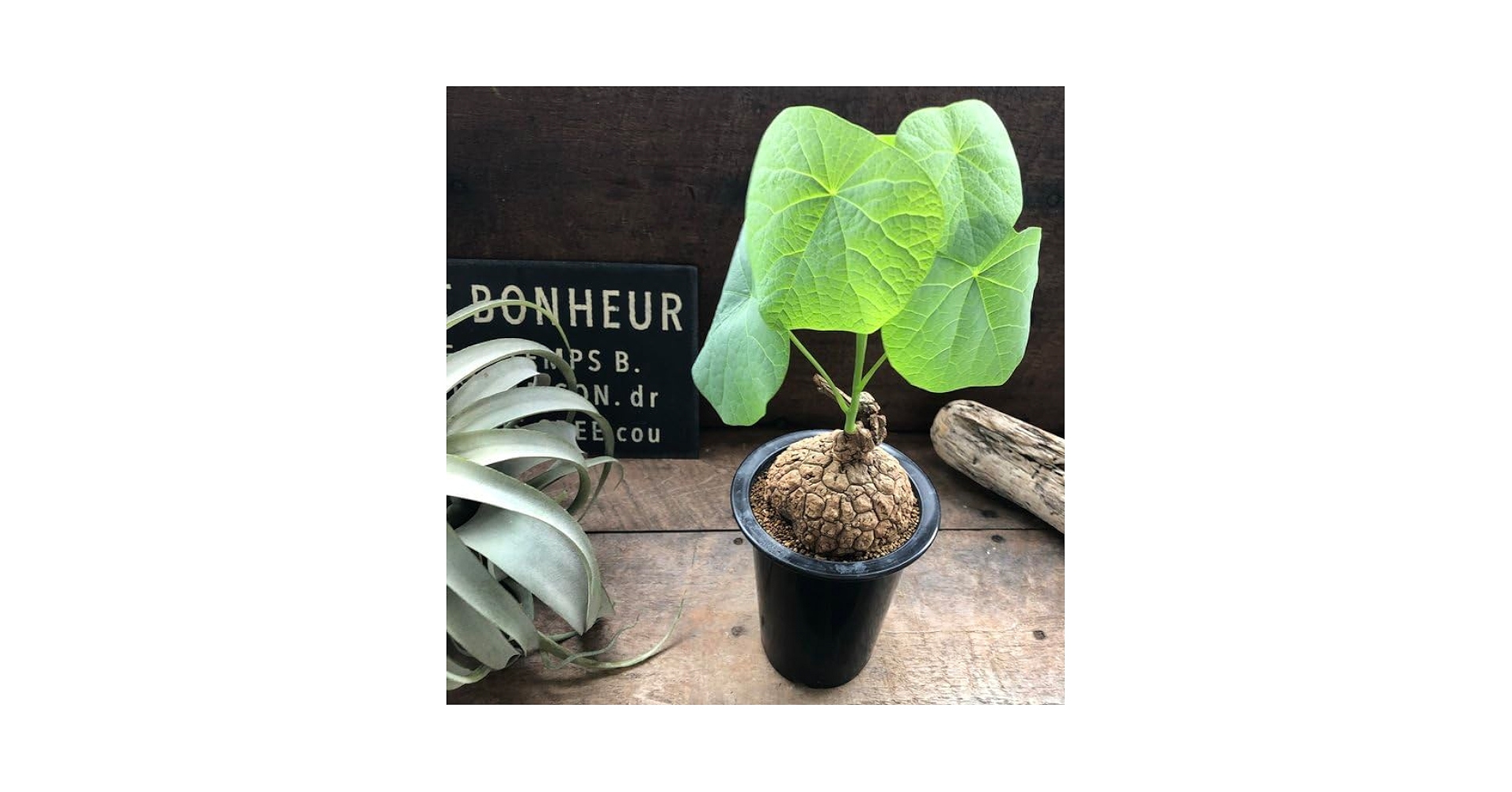 送料無料 入手困難 美丸 ステファニア スベローサ マーブルポット 大株 6132mkoePQL._UF350,350_QL50_.jpg