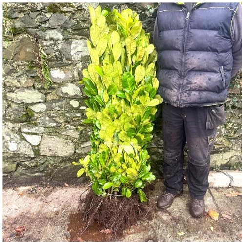20 Cherry Laurel Hedging 2-3ft Tall Evergreen Plant Bare Root Multi Stem A Grade 3fatpigs®