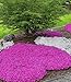 Produktbild BALDUR Garten Teppichphlox Emerald Pink,9 Pflanzen, üppige Blütenpolster im Frühling, duftende, farbintensive Blüten, winterhart & trockenheitsresistent, pflegeleicht