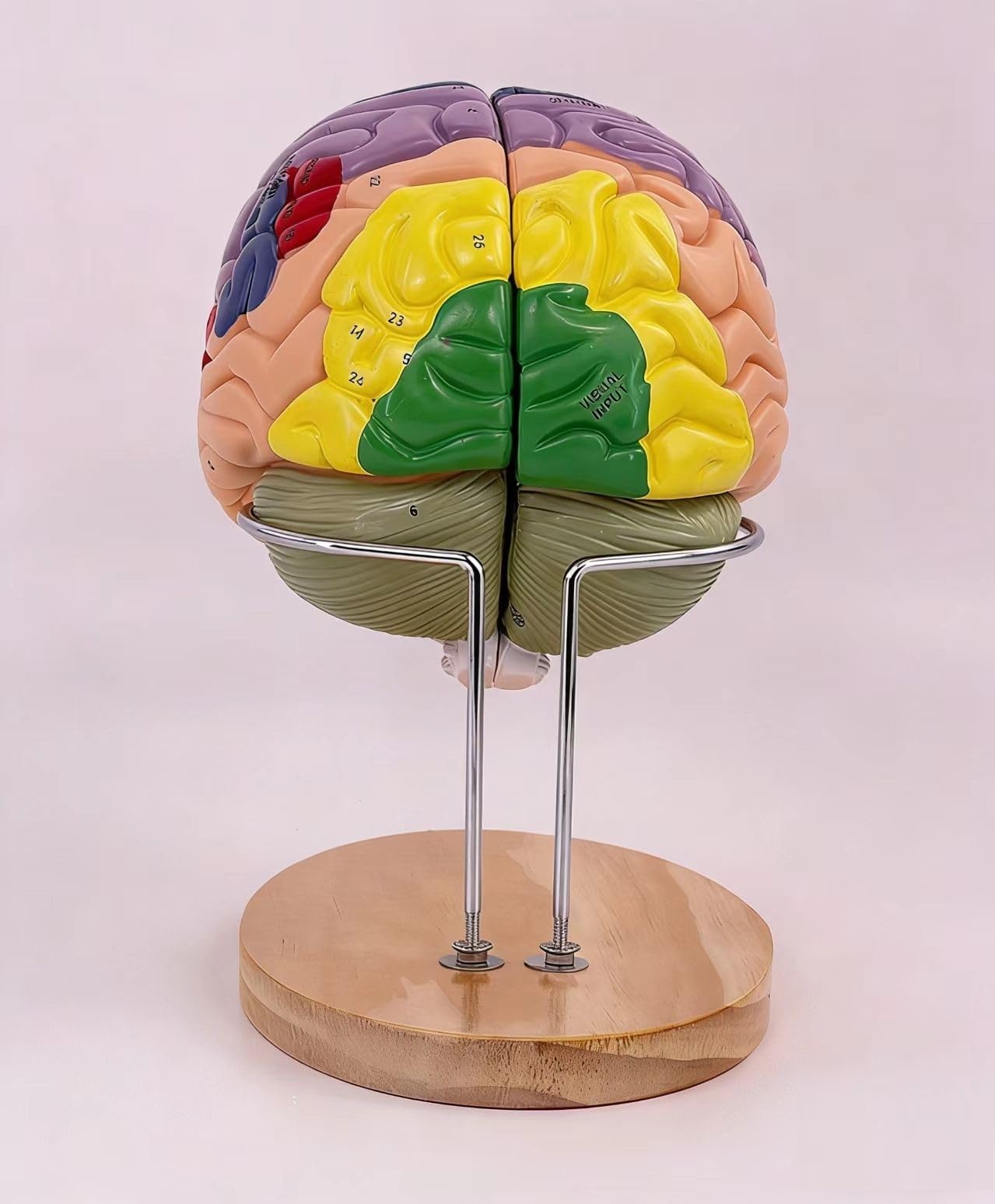 Realistyczny model ludzkiego mózgu - 4-częściowy magnetyczny, odłączany model anatomii z 131 częściami z etykietami do nauki neuronauki - zawiera instrukcję w języku angielskim
