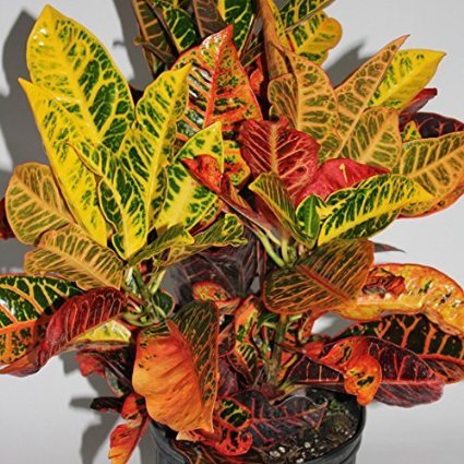 Amazon.com: 'CROTON' (1) PLANT/CODIAEUM VARIEGATUM PETRA 4'' from