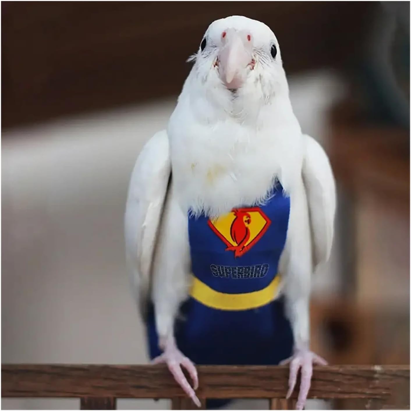 Bird Diaper, Parrot Diaper Cute Bird Physiological Cockatiel Pigeons Pet Birds Flight Suit Clothes Nappy Washable(S (for Budgie))
