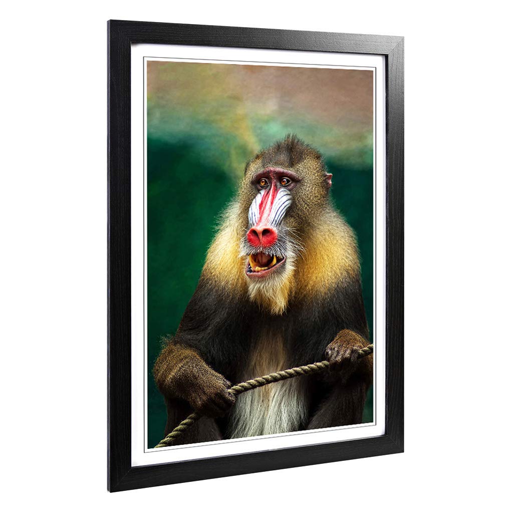 Big Box Art Framed Print of Mandrill Baboon Monkey Design | Wall Art Picture | Home Decor for Kitchen, Living, Dining Room, Bedroom, Hallway, Office, Black, A2 / 24.5x18 Inch / 62x45cm