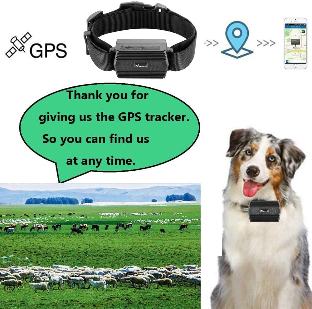 Localizzatore GPS per collare di bestiame 4G con collare regolabile, localizzatore GPS per animali IP66 impermeabile, batteria 3000 mAh, Geovalla, app/web, percorsi 180 giorni per mucche, pecore e