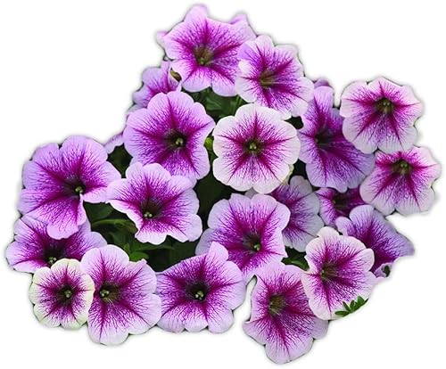Park Seed E3 Easy Wave - Semillas de petunia azul, paquete de 10 semillas Park Seed E3 Easy Wave - Semillas de petunia azul, paquete de 10 semillas