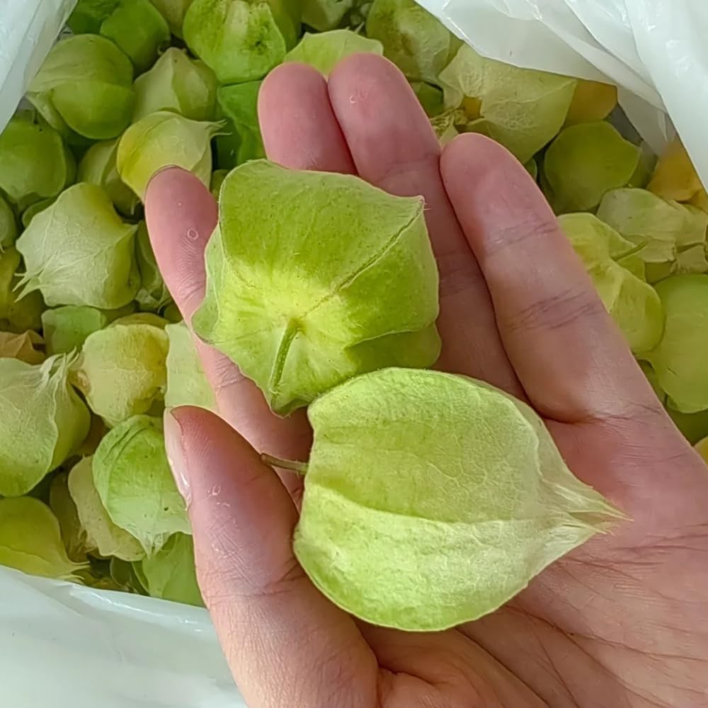 zimmerpflanze lanzettfrmige bltter Aglaonema commutatum  Klassischer Kolbenfaden